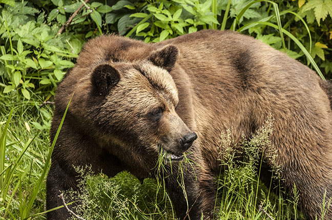 "Grizzly" by Bernie Bryson - 
Photograph